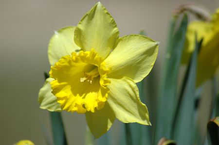 The first spring jonquil peeks up into the sunlight.