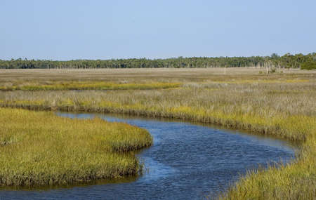 Canal in grass flats on Shired Island, Dixie County, Florida.の写真素材