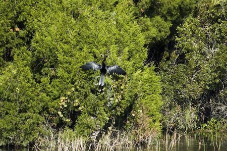 An anhinga dries its wings in the sunshine.