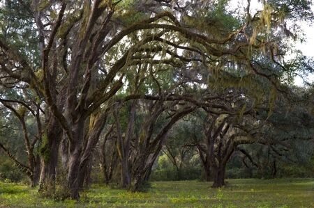Live Oaks and Spanish Moss in a rural setting.の写真素材