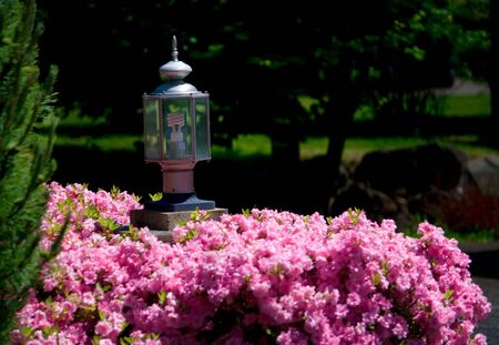 A fluorescent eco-friendly lamp in a residential street light inside a rose bush.の写真素材