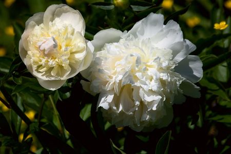 White Roses in bright sunshine over a dark green backgroundの写真素材