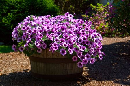 A large barrel of purple petunias at the height of their glory in springtime.の写真素材