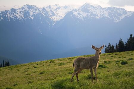 A young buck stands in the meadow before Mount Olympus and neighboring peaks at Hurricane Ridge in the sports competition National Park, near Port Angeles, Washington, USA.の写真素材