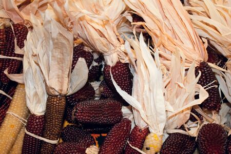 Several ears of Indian corn in yellow and red tones at harvest time.の写真素材