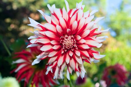 A single red and white Dahlia flower in springtime.の写真素材