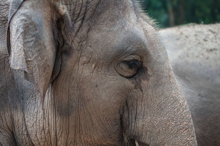 skin of elephant in the zoo at Thailand, texture skin elephant
