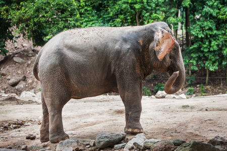 The elephantの写真素材