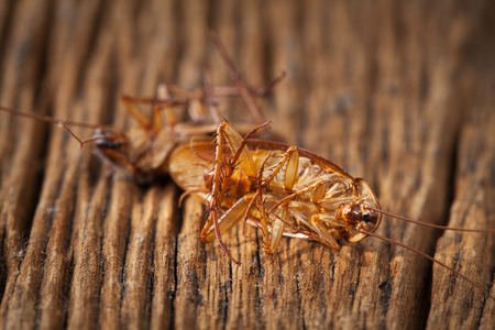 cockroaches are dead on wood tableの写真素材