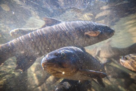 Soro brook carp or science name Neolissochilus stracheyi shoot under the water on Namtok Phlio...