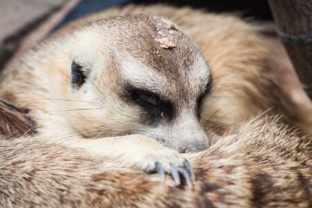 Meerkat  found in  Khao Kheow Open Zoo, Thailand