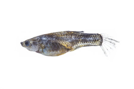 cadaver of female guppy isolated on white backgroundの写真素材