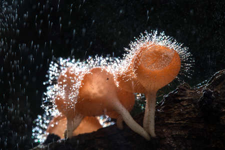 Fungi cup on decay wood with rain, in rainforest of Thailandの写真素材