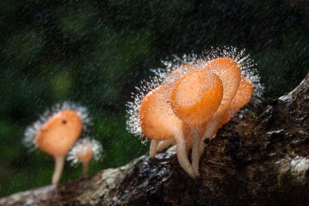 Fungi cup on decay wood with rain, in rainforest of Thailandの写真素材