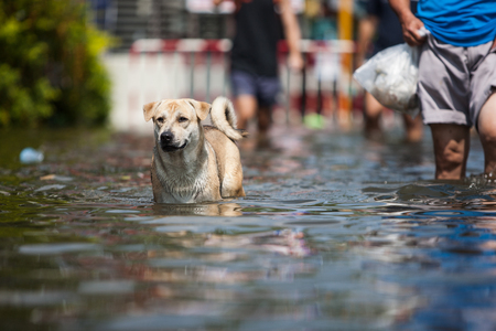 Nonthaburi flood in Thailand 2011-The lifestyle of people in massive flooding, Nonthaburi in Thailand, October 22, 2011のeditorial素材