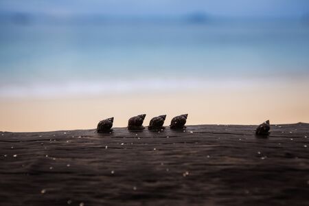 Silhouette  of line up Snail group walking on timber on the beach.の写真素材
