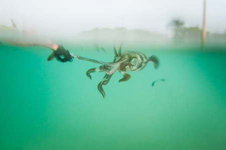 Squid stick the hook Of fishermen.の写真素材
