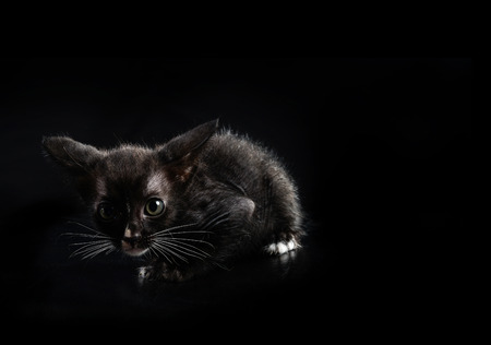 Stray kitty isolated with black backgroundの写真素材