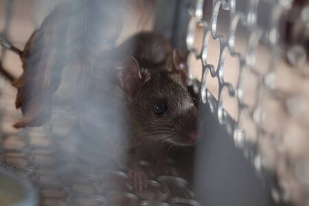Rat trapped in a cage mouse trap inside at home.の写真素材