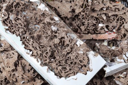 Termites feed on a pile of books in the house for termite nests.