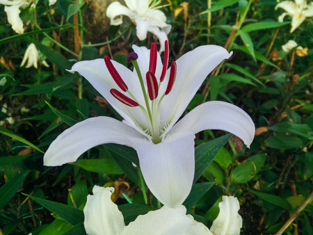 Flower in 75 Anniversary Flag and Lamp Park Chiang Ria.の写真素材