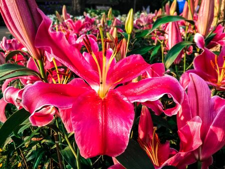 Flower in 75 Anniversary Flag and Lamp Park Chiang Ria.の写真素材