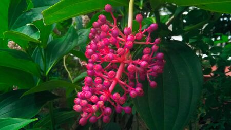 Folwer in thailandの写真素材