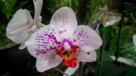 Folwer in thailandの写真素材