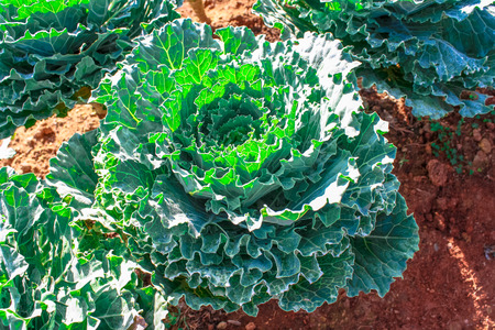 Vegetable garden in Mon Jam  Chang Mai ,Thailandの写真素材