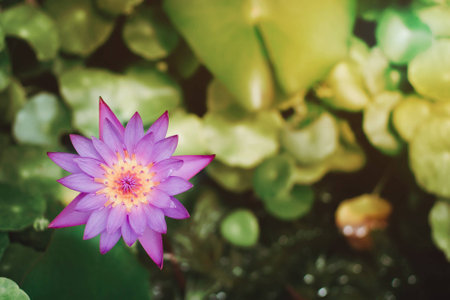 Purple blooming lotus and lotus leaves in flower pot.の写真素材