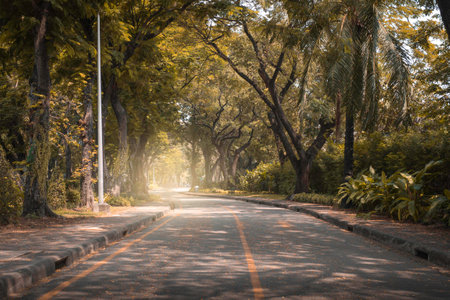 Road at autumn park and sunlight.の写真素材