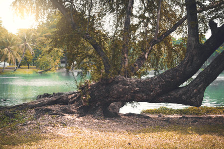 Tree,river and sunlight at park.