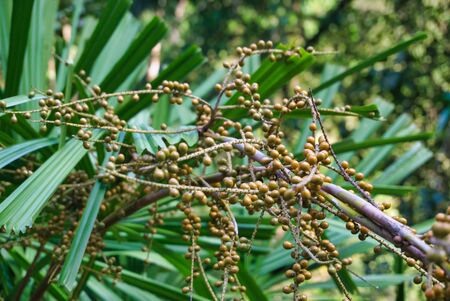 Fruit with small fruitsの写真素材