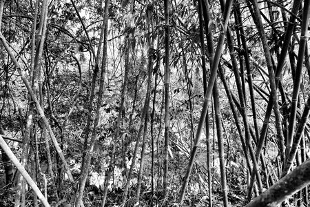 Black and white image of bamboo treesの写真素材