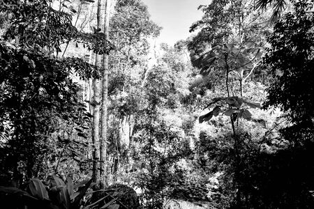 Black and white picture of a tree in the big forestの写真素材