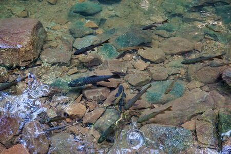 Fish and stones in the waterの写真素材