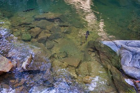 Fish and stones in the water