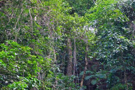 The trees in the forestの写真素材