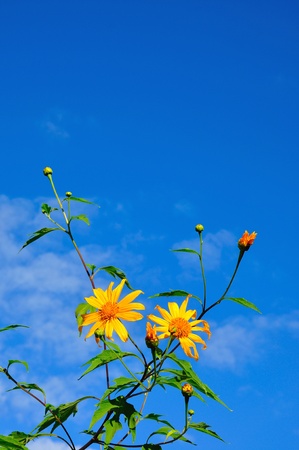  Mexican Sunflower Weed in Mae Hong Sorn Thailandの写真素材