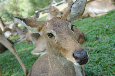 Deer Face Close Up
