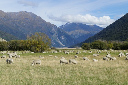 Group of Sheep in Cardrona valley - New Zealandの写真素材