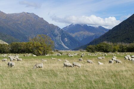 Group of Sheep in Cardrona valley - New Zealandの写真素材