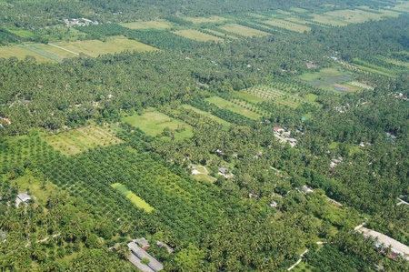 Aerial photo of coconut and palm farms in Thailandの写真素材
