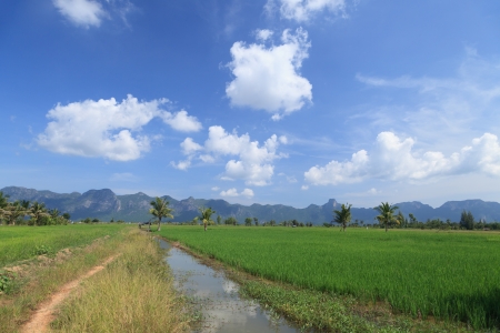 Green rice field and small canal agricultural in Thailandの写真素材