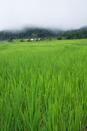 Green Terraced Rice Field in Chiang mai, Thailandの写真素材