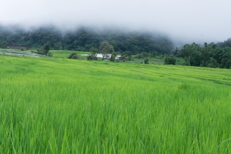 Green Terraced Rice Field in Chiang mai, Thailandの写真素材