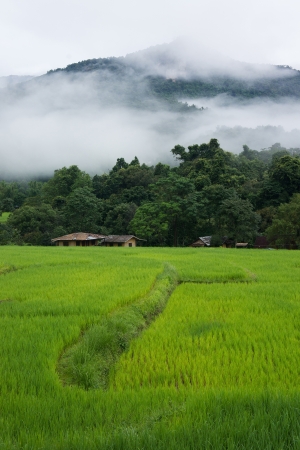 Rice terraces and mountain, Thailandの写真素材