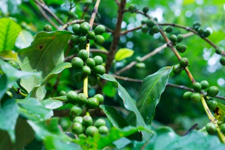 Coffee tree with green coffee beans on the branchの写真素材