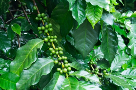 Unripe coffee beans on coffee tree.の写真素材
