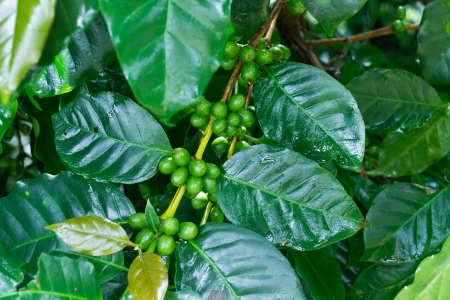 Unripe green coffee beans on coffee tree.の写真素材